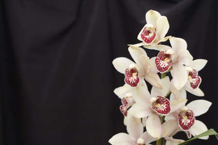 Orchid cymbidiumの写真素材