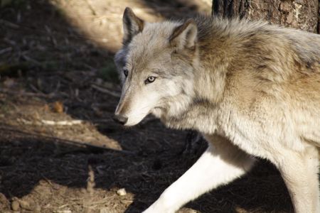 Wolfの写真素材