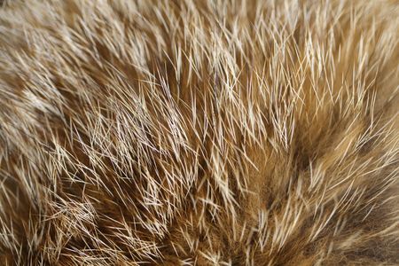 Fox furの写真素材