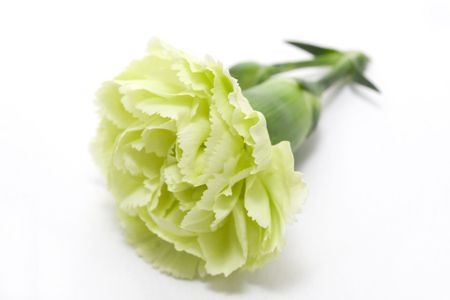 Green carnationの写真素材