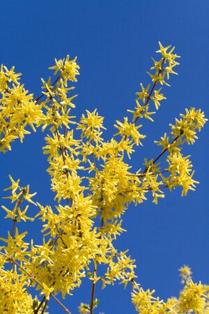 Yellow acaciaの写真素材
