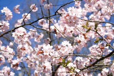 Cherry-treeの写真素材