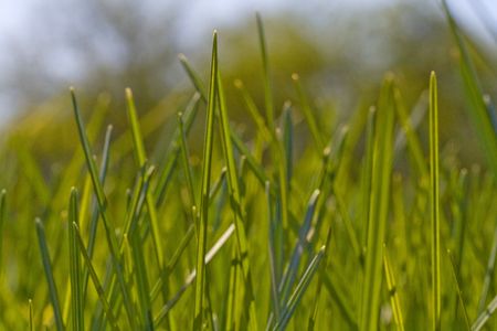 Green grassの写真素材
