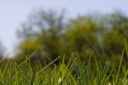 Green grassの写真素材