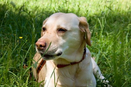 Labrador in grassの写真素材