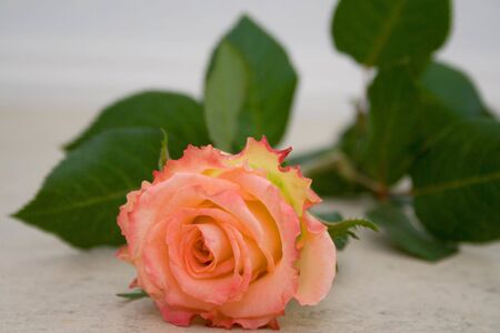 Orange rosesの写真素材