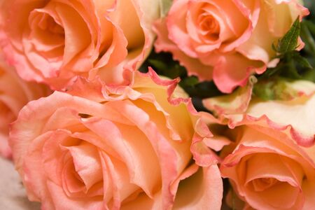 Orange rosesの写真素材