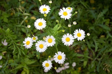 Camomileの写真素材