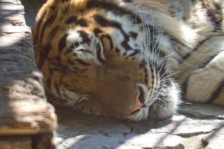 Tigerの写真素材