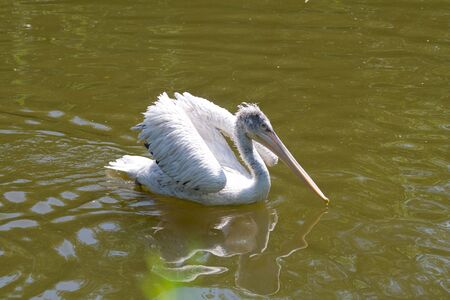 Pelicanの写真素材