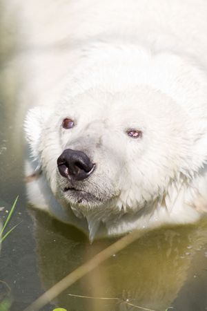 White bearの写真素材