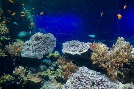 Underwaterの写真素材