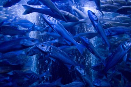 Sardinesの写真素材