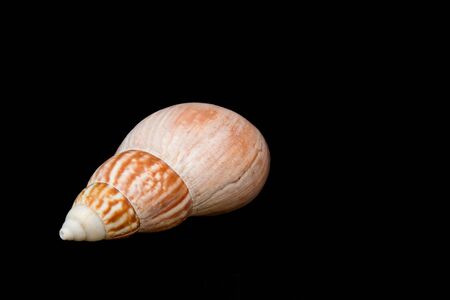 Seashell