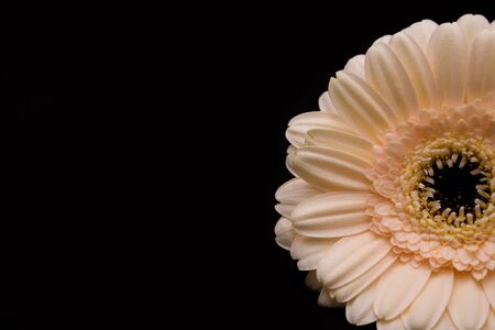 Daisyの写真素材