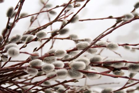 Pussy willowの写真素材