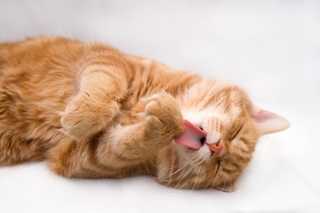 Kurilian bobtailの写真素材