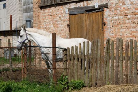 White horseの写真素材