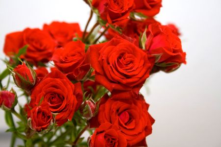 Rosesの写真素材