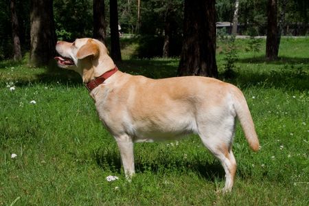 Yellow labradorの写真素材