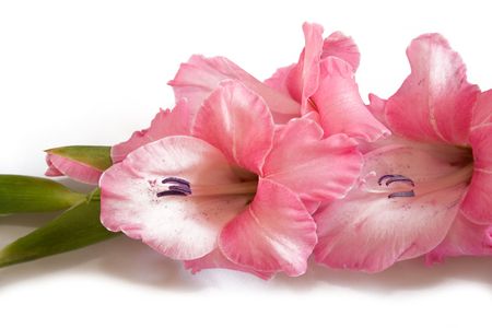 Gladiolusの写真素材