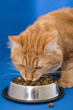 Kurilian bobtail eatingの写真素材