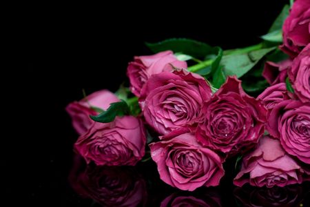 Violet rosesの写真素材