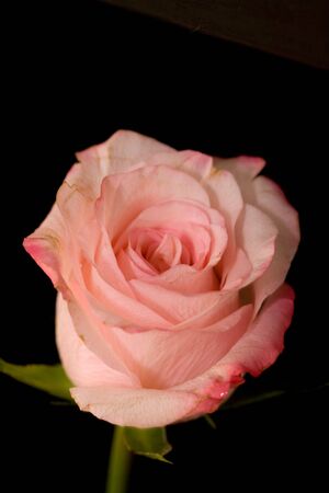 Pink roseの写真素材