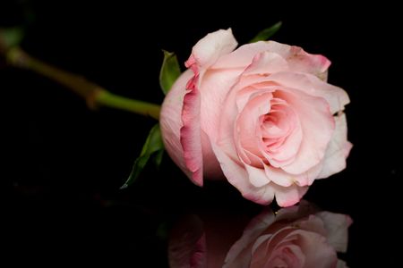 Pink roseの写真素材