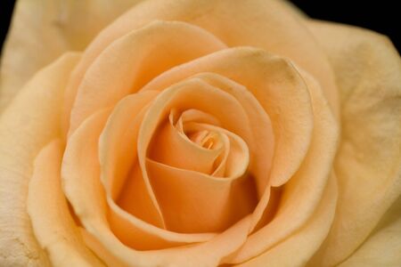 Orange roseの写真素材
