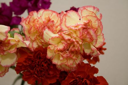 Carnationsの写真素材