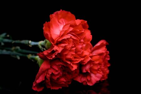 Carnationsの写真素材