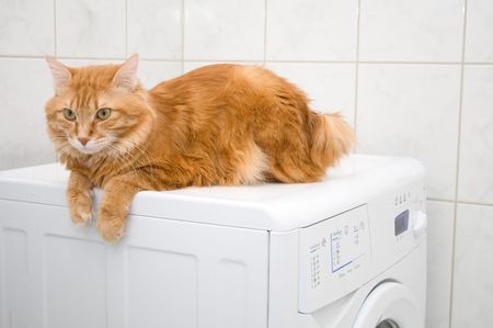 Kurilian bobtail on washing machineの写真素材