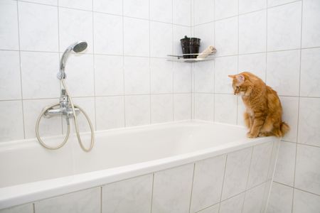 Kurilian bobtail on bathの写真素材