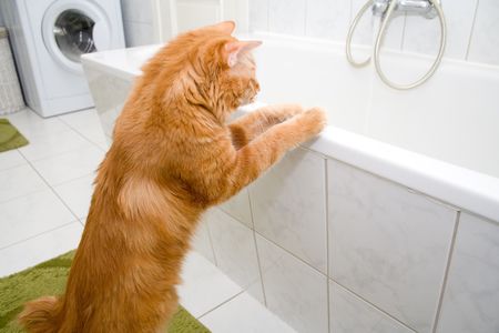 Kurilian bobtail on bathの写真素材