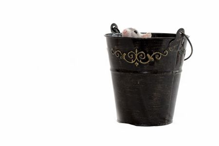 Gray rat in pailの写真素材