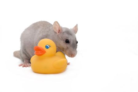 Gray ratの写真素材