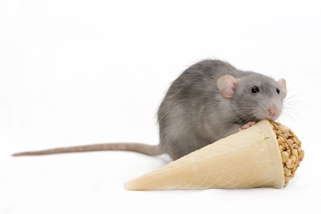 Gray ratの写真素材