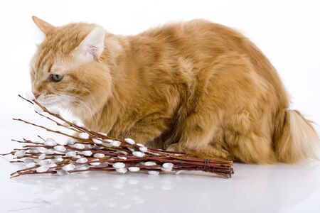 Cat, pussy willowの写真素材