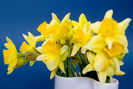 Narcissusの写真素材