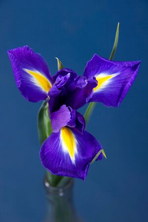 Iris
