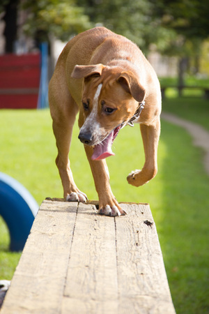 dogの写真素材