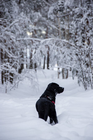 Black labrador retriever dog walking in the winter snowy forest.の写真素材