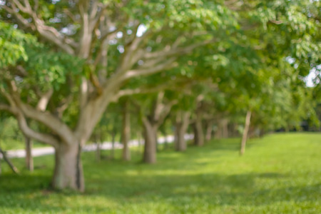 green background bokeh in  natureの写真素材