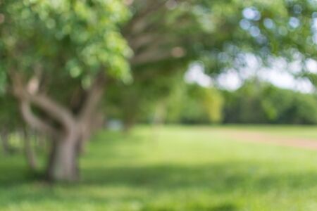 green background bokeh in  natureの写真素材