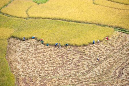 Farmer Farmer working  in the fieldtop veiw.の写真素材