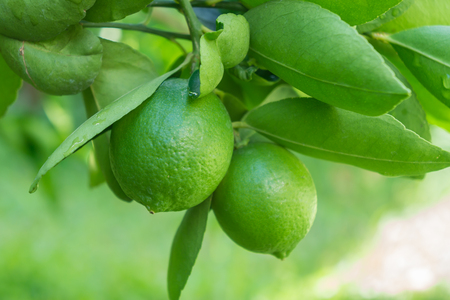 Lime fruitの写真素材