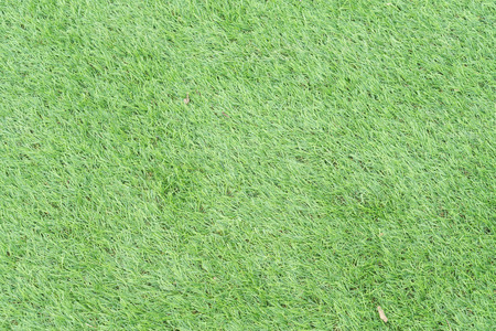 Green grass background texture.の写真素材