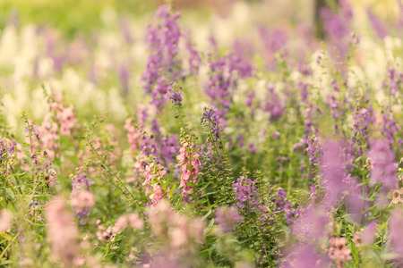 Summer and Vintage blur flower. (blurry background)の写真素材