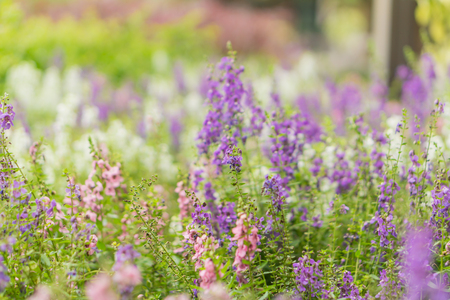 Summer and Vintage blur flower. (blurry background)の写真素材